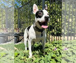 Small Photo #6 American Pit Bull Terrier-Unknown Mix Puppy For Sale in Redlands, CA, USA