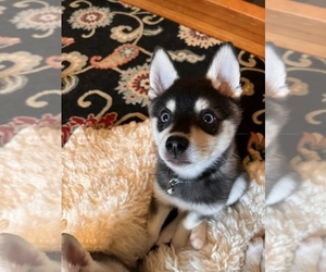 Alaskan Klee Kai Puppy for sale in BELLINGHAM, WA, USA