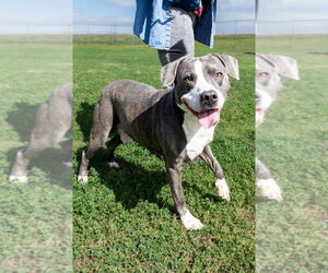 Gabriel - Male Mutt Dog for Adoption - Photo #2