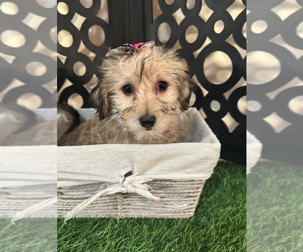 Medium Photo #4 Yo-Chon Puppy For Sale in MOUNT VERNON, OH, USA
