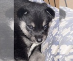 Puppy 2 Alaskan Klee Kai-Shiba Inu Mix