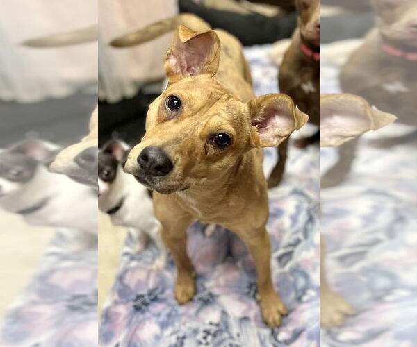 Medium Photo #2 Mutt Puppy For Sale in St. Louis Park, MN, USA