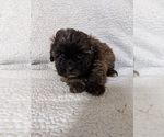 Small Photo #8 ShihPoo Puppy For Sale in MCMINNVILLE, TN, USA