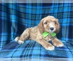 Small #1 Cavapoo