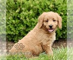 Small #2 Miniature Labradoodle