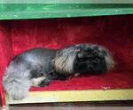 Small #2 Pekingese