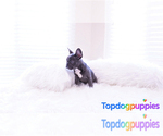 Small Photo #2 French Bulldog Puppy For Sale in FULLERTON, CA, USA