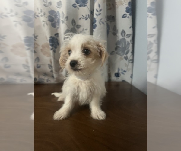 Medium Photo #20 Morkie Puppy For Sale in DURHAM, CT, USA