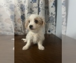 Small #19 Morkie