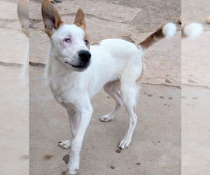 Red Heeler-Unknown Mix Dogs for adoption in Pena Blanca, NM, USA
