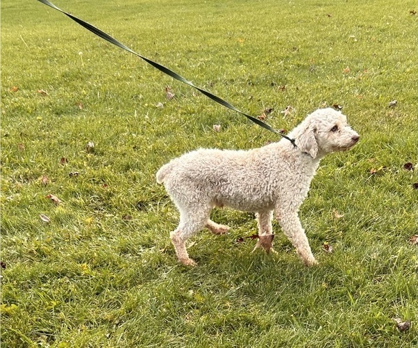 Medium Photo #1 Poo-Ton Puppy For Sale in MIDDLEBURY, IN, USA