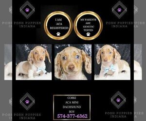 Dachshund Puppy for sale in WARSAW, IN, USA