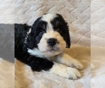 Small #9 Aussiedoodle