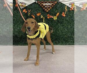 American Foxhound-Unknown Mix Dogs for adoption in Grasswood, Saskatchewan, Canada