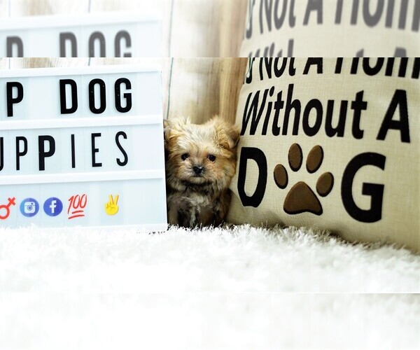 Medium Photo #5 Yorkshire Terrier Puppy For Sale in FULLERTON, CA, USA