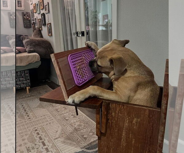 Medium Photo #2 Bulldog-Unknown Mix Puppy For Sale in Hayward, CA, USA