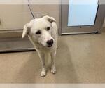 Small Labrador Retriever Mix