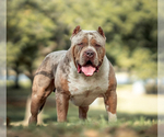 Small Photo #1 American Bully Puppy For Sale in LANSDOWNE, PA, USA