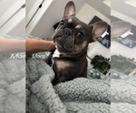 Small Photo #1 French Bulldog Puppy For Sale in BILLINGS, MT, USA