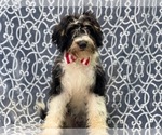 Small Photo #6 Miniature Bernedoodle Puppy For Sale in LAKELAND, FL, USA