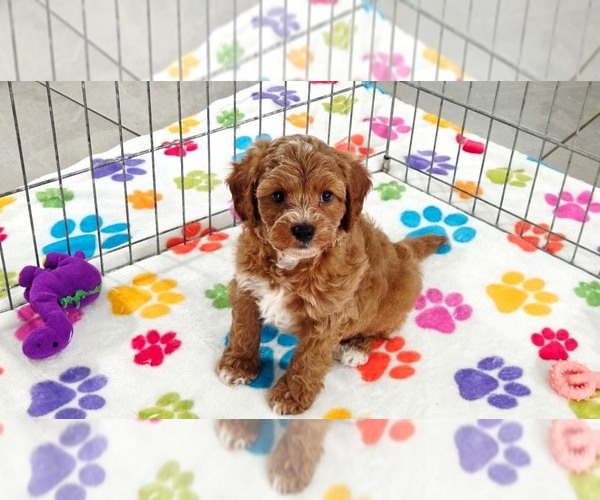 Medium Photo #9 Cavapoo (Miniature)-Poodle (Toy) Mix Puppy For Sale in ORO VALLEY, AZ, USA