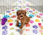 Small #8 Cavapoo (Miniature)-Poodle (Toy) Mix
