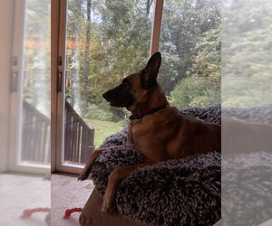 Holly Golightly - OH - Female Mutt Dog for Adoption - Photo #6