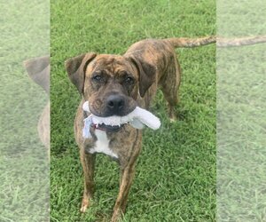 Mastiff-Unknown Mix Dogs for adoption in Stafford, VA, USA