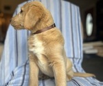 Small Photo #12 Goldendoodle Puppy For Sale in SAN FERNANDO, CA, USA