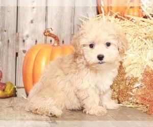 Maltese-Poodle (Toy) Mix Puppy for sale in MOUNT VERNON, OH, USA