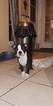 Small Photo #10 Boston Terrier Puppy For Sale in BRKN ARW, OK, USA