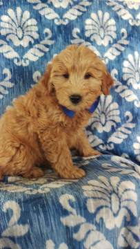 Medium Photo #3 Goldendoodle Puppy For Sale in EDEN, PA, USA