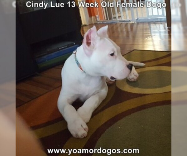 Medium Photo #182 Dogo Argentino Puppy For Sale in PINEVILLE, MO, USA