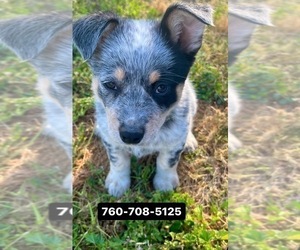 Australian Cattle Dog Puppy for sale in RAMONA, CA, USA