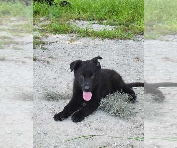 Medium Photo #9 German Shepherd Dog Puppy For Sale in PLANT CITY, FL, USA