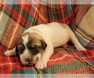 Great Pyrenees Puppy for sale in SIOUX CENTER, IA, USA