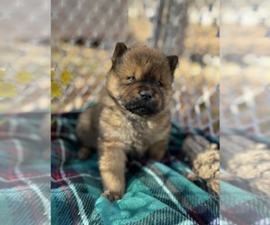 Chow Chow Puppy for sale in DRUMMONDS, TN, USA