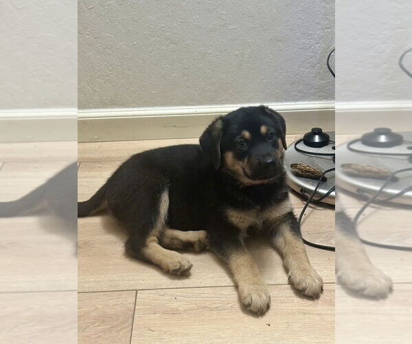 Medium Photo #1 German Shepherd Dog Puppy For Sale in West Sacramento, CA, USA