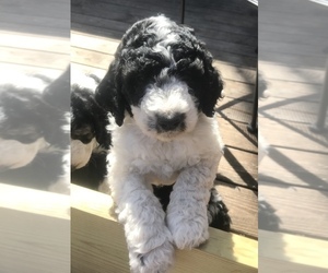 Saint Berdoodle Puppy for sale in JEFFERSON, NC, USA
