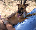 Small #1 Jack-Rat Terrier