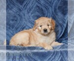 Small #2 Goldendoodle (Miniature)