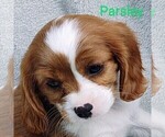 Puppy 6 Cavalier King Charles Spaniel