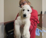 Small Photo #5 English Cream Golden Retriever Puppy For Sale in NORTHWOOD, OH, USA