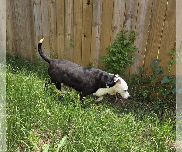 Medium Photo #3 American Staffordshire Terrier-Unknown Mix Puppy For Sale in Jackson, MS, USA