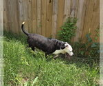 Small #2 American Staffordshire Terrier Mix