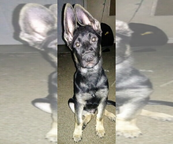 Medium Photo #1 German Shepherd Dog Puppy For Sale in FLINT, MI, USA