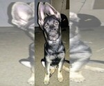 Small Photo #1 German Shepherd Dog Puppy For Sale in FLINT, MI, USA