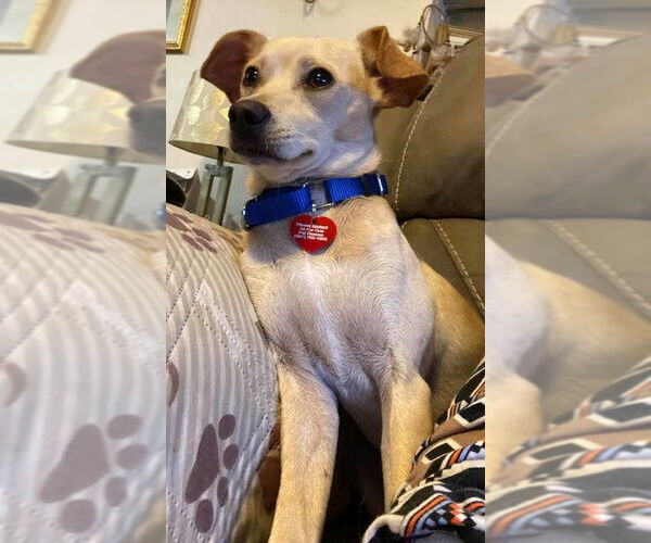 Medium Photo #3 Mutt Puppy For Sale in Royal Palm Beach, FL, USA
