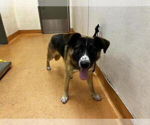 German Shepherd Dog-Unknown Mix Dogs for adoption in Martinez, CA, USA