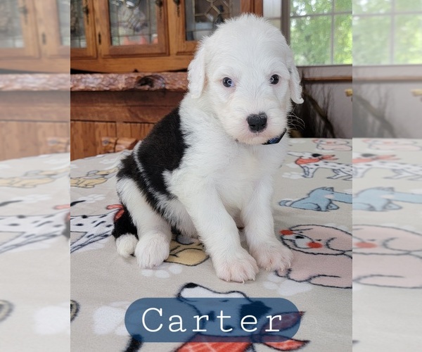 Medium Photo #1 Sheepadoodle Puppy For Sale in GOLDEN CITY, MO, USA